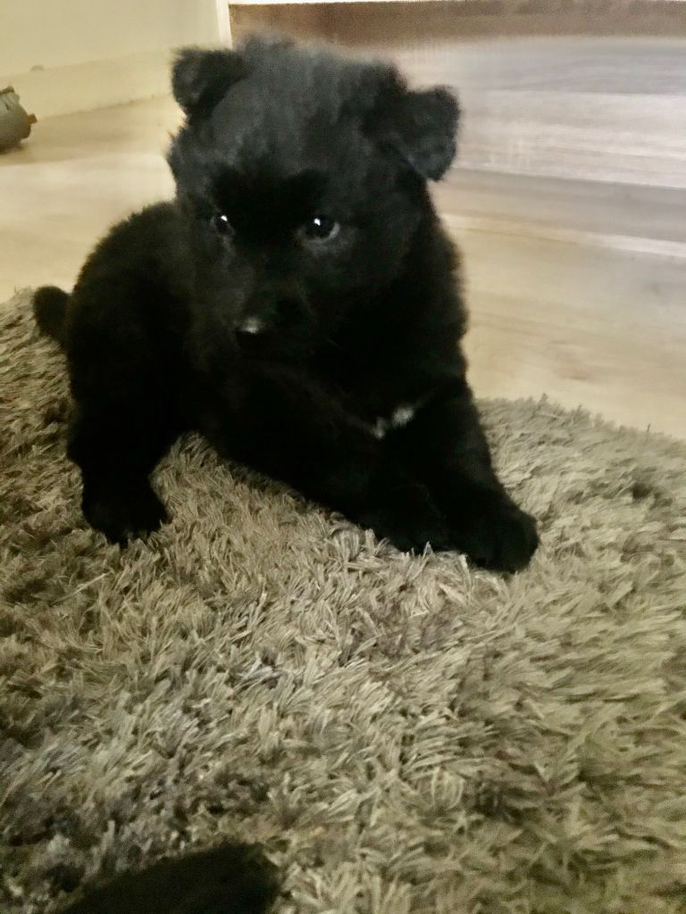 Du Dolmen De Dienne - Berger Belge - Portée née le 03/02/2020