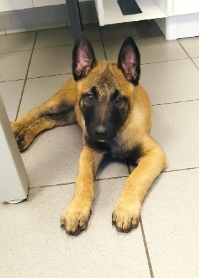 Titan
