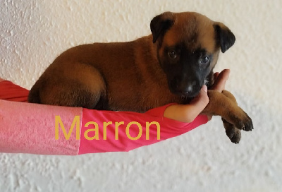 Tayson