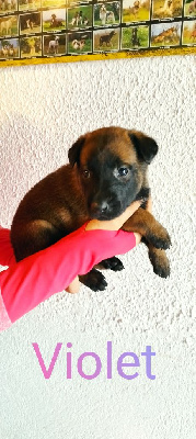 T Xena