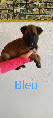 Tex
